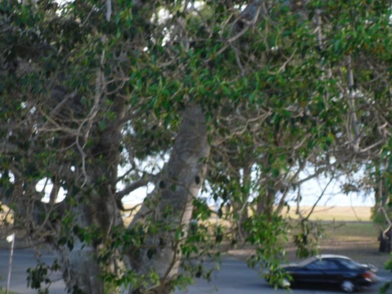 7/5 Wattle Avenue, Bongaree QLD 4507