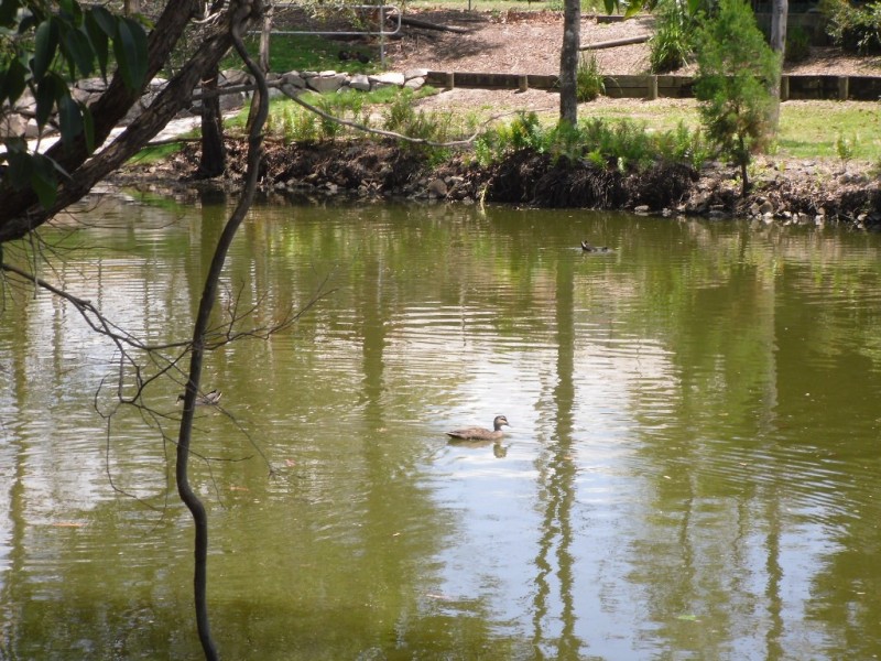 57 Melrose Avenue, Bellara QLD 4507