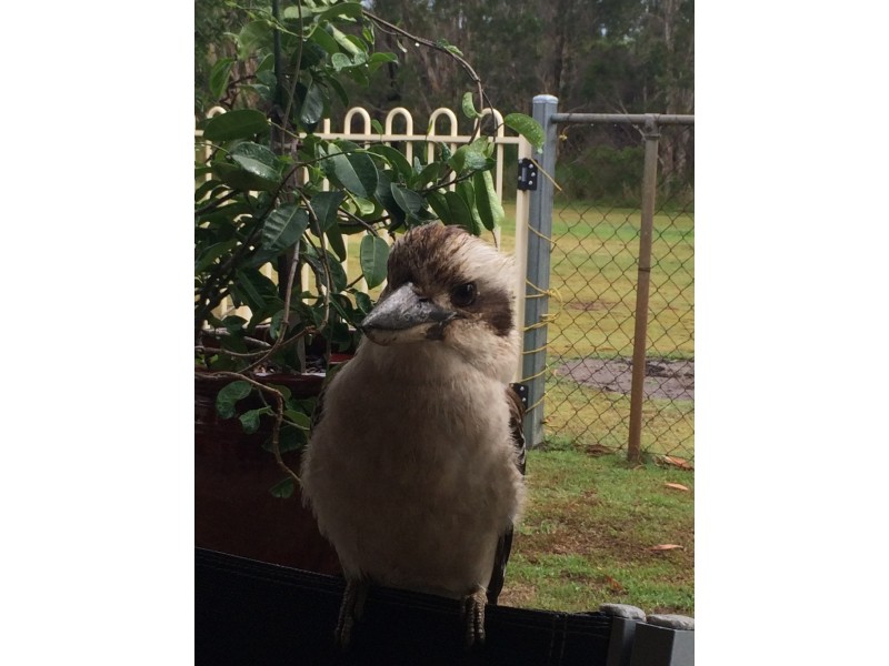 37 Verdoni Street, Bellara QLD 4507