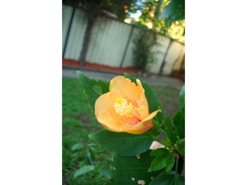 6A Judd Street, Banksia NSW 2216