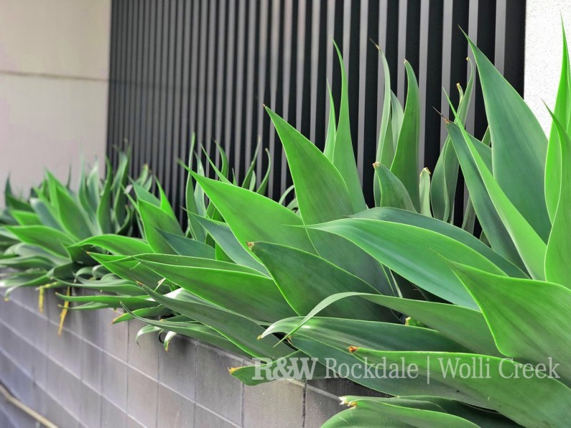 51/45 Bonar Street, Arncliffe NSW 2205