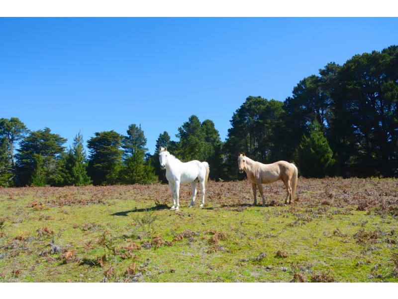 Lot 1, 41-69 Mount Blackheath Road, Blackheath NSW 2785