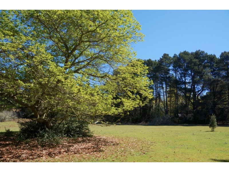 Lot 1, 41-69 Mount Blackheath Road, Blackheath NSW 2785