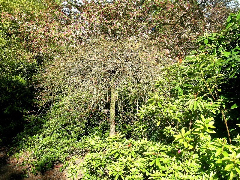 Mount Victoria NSW 2786