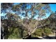 42 Rodriguez Ave, Blackheath NSW 2785