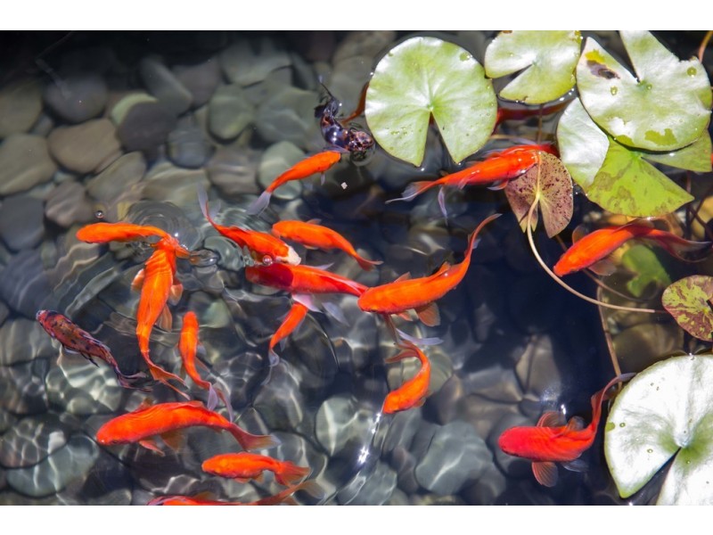 25 Portland Road, Medlow Bath NSW 2780