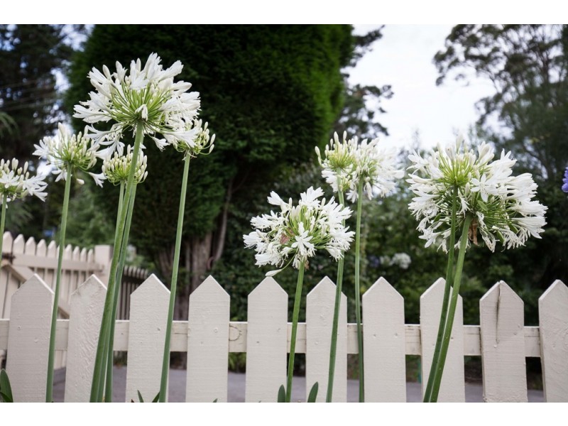 25 Portland Road, Medlow Bath NSW 2780