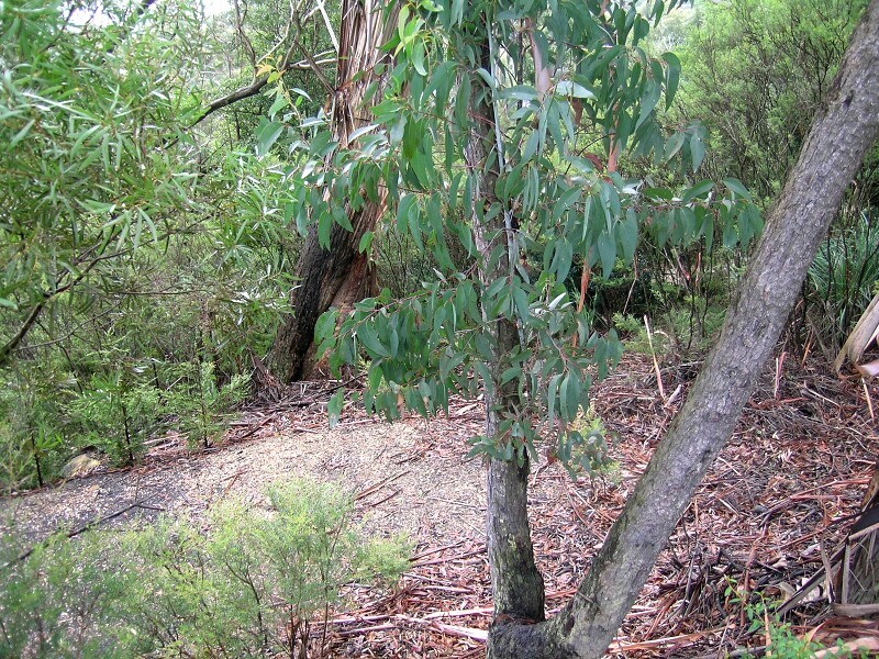 182 Victoria St, Mount Victoria NSW 2786