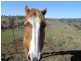 1323 Ganbenang Road, Little Hartley NSW 2790
