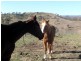 1323 Ganbenang Road, Little Hartley NSW 2790