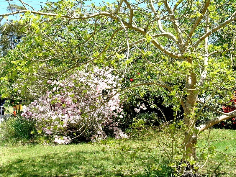 Blackheath NSW 2785