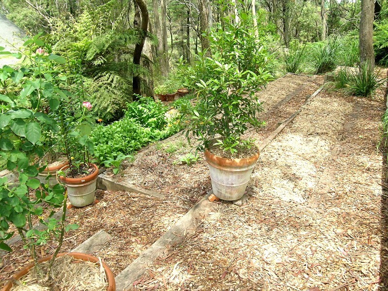 Blackheath NSW 2785