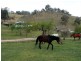 GLADFRED 786 Peach Tree Road, Megalong NSW 2785
