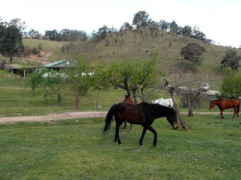 GLADFRED 786 Peach Tree Road, Megalong NSW 2785