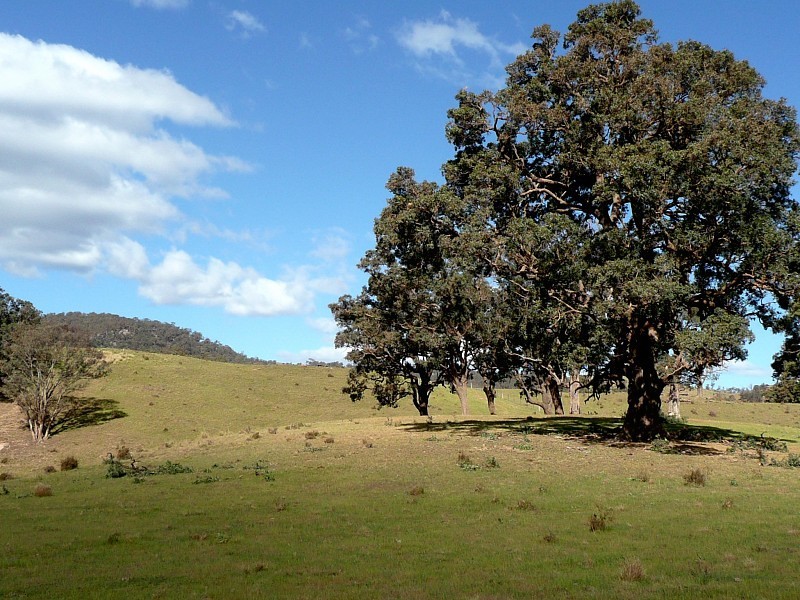 GLADFRED 786 Peach Tree Road, Megalong NSW 2785
