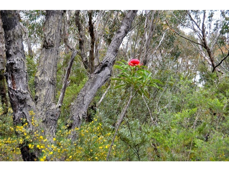 305-323 Evans Lookout Road, Blackheath NSW 2785