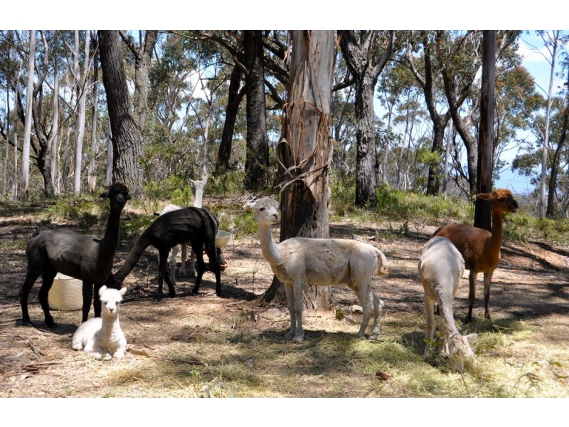 199 Donald Road, Clarence NSW 2790