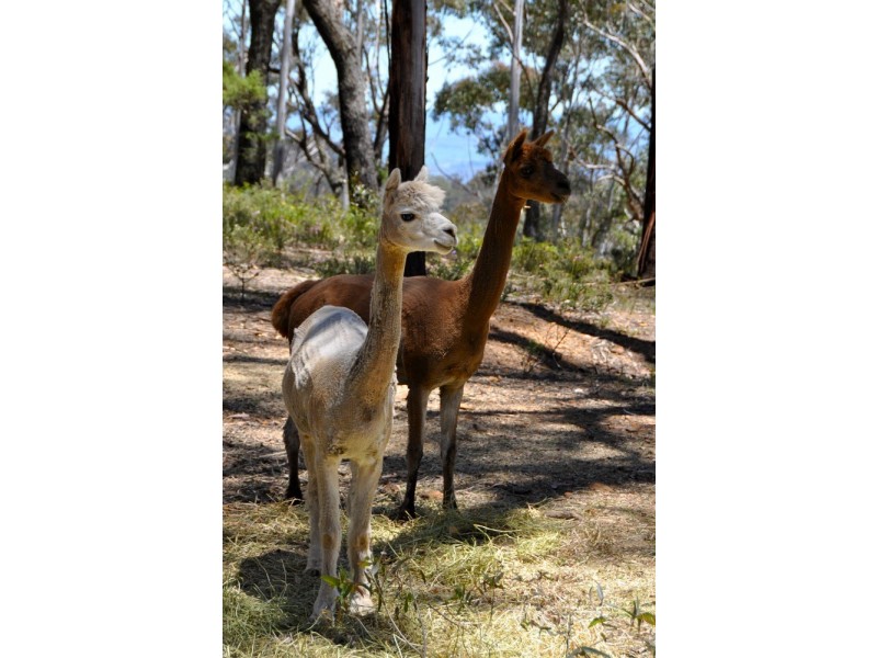 199 Donald Road, Clarence NSW 2790