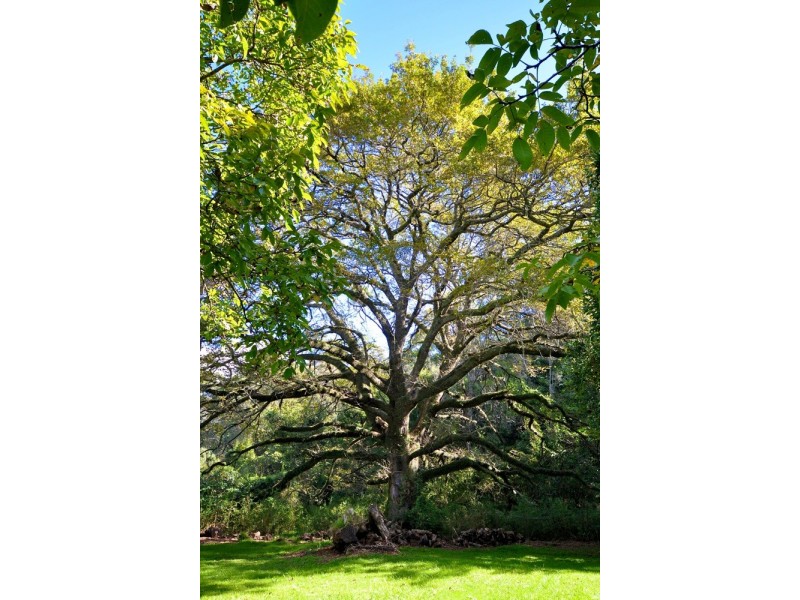 281 Mt Irvine Road, Mount Irvine NSW 2786