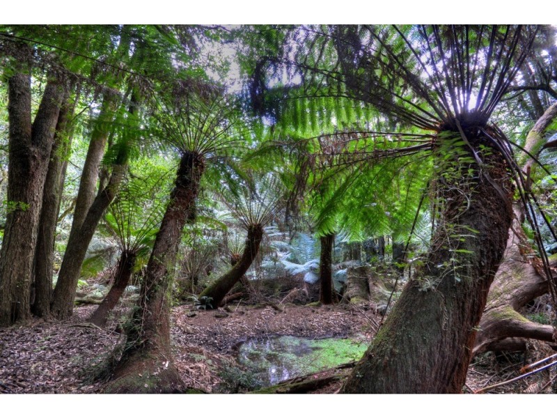 11-15 Farrer Road West, Mount Wilson NSW 2786