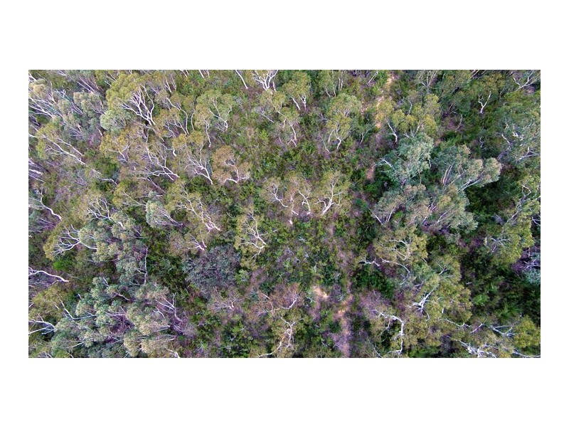 451 Hat Hill Road, Blackheath NSW 2785