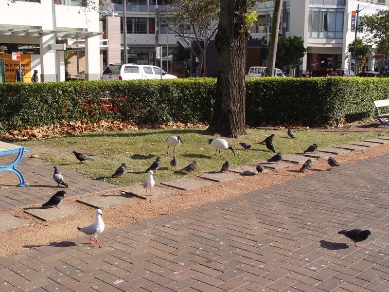 503/ 1 Bruce Benneth Place, Maroubra NSW 2035