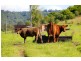 820 Cawdor Road, Cawdor NSW 2570