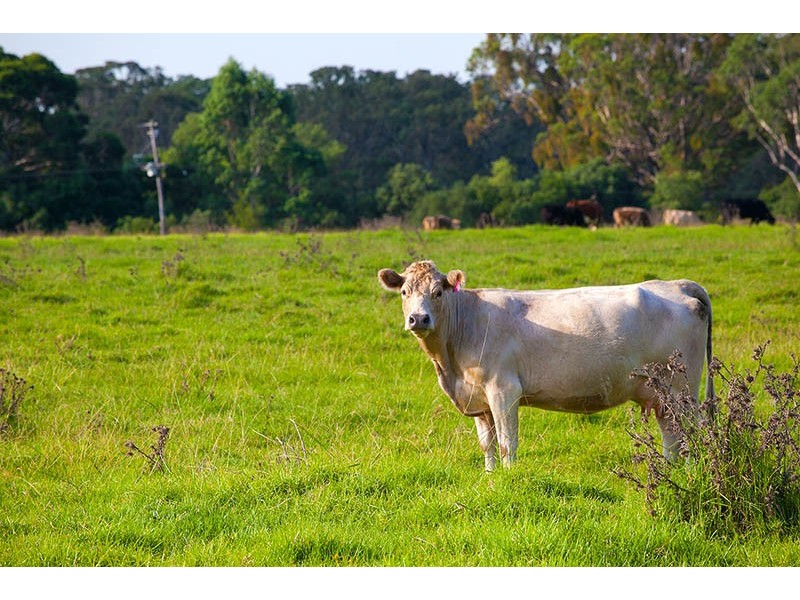 820 Cawdor Road, Cawdor NSW 2570