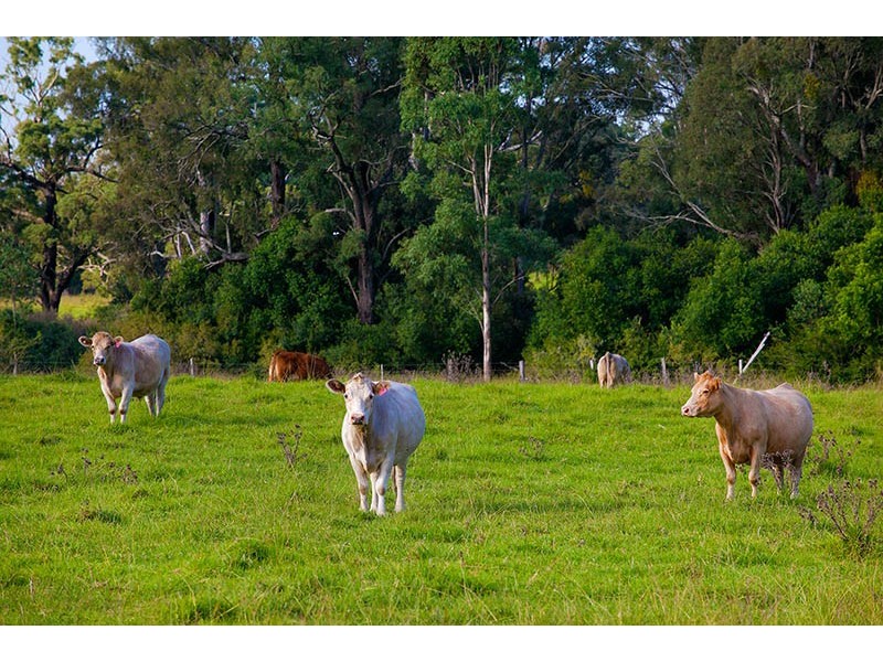 820 Cawdor Road, Cawdor NSW 2570