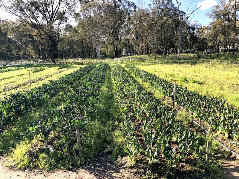 Londonderry NSW 2753