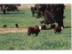 Mudgee NSW 2850