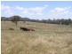 Mudgee NSW 2850