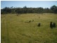 Mudgee NSW 2850