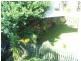 Burpengary QLD 4505