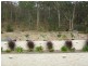8 Duckwood Court, Elimbah QLD 4516