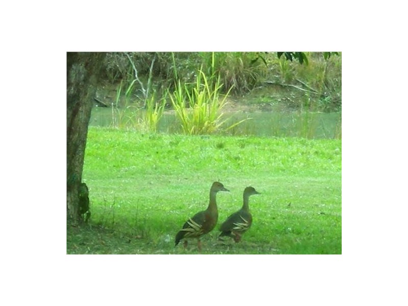 83 Lomond Drive, Ningi QLD 4511