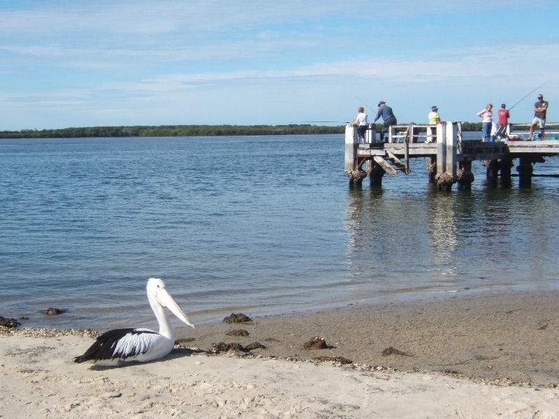 Pelican Waters QLD 4551