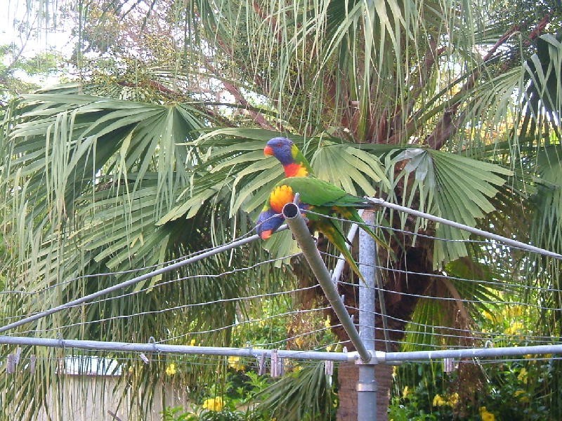 29 PARADISE STREET, Point Vernon QLD 4655