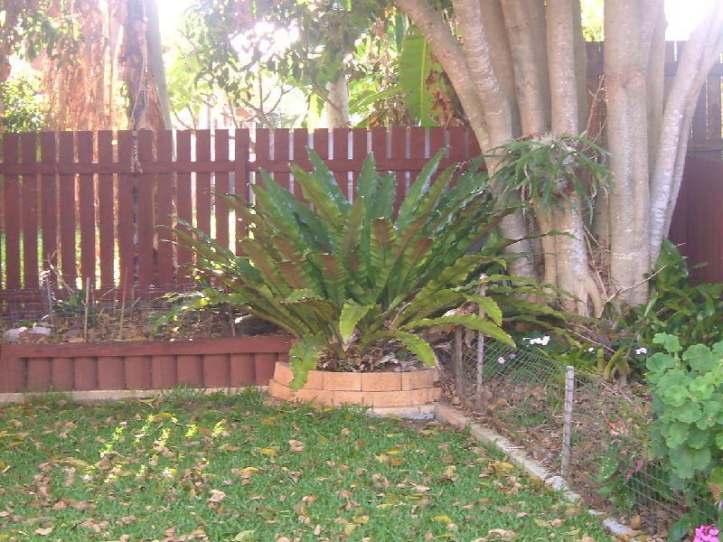 29 PARADISE STREET, Point Vernon QLD 4655