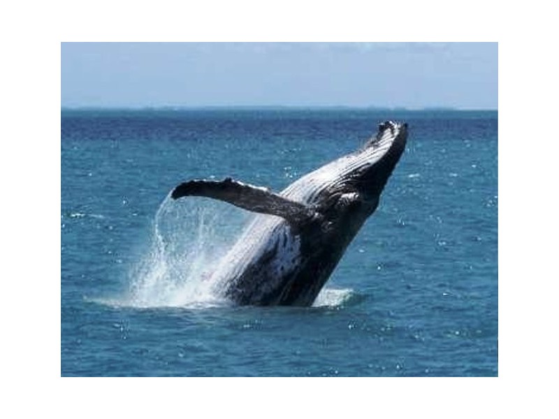 Unit 23 – 383 Esplanade, Torquay QLD 4655