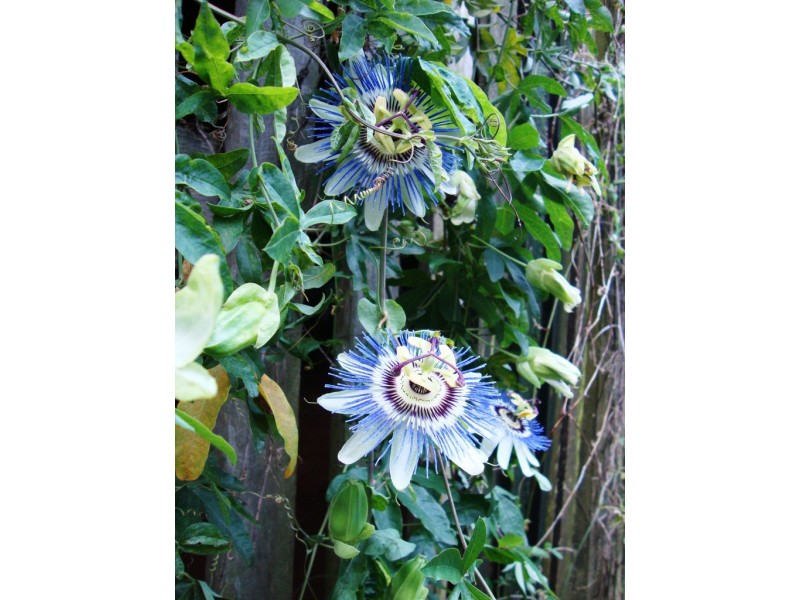 24 Collin St, Kingston QLD 4114