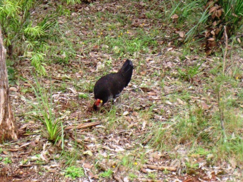 24 Collin St, Kingston QLD 4114