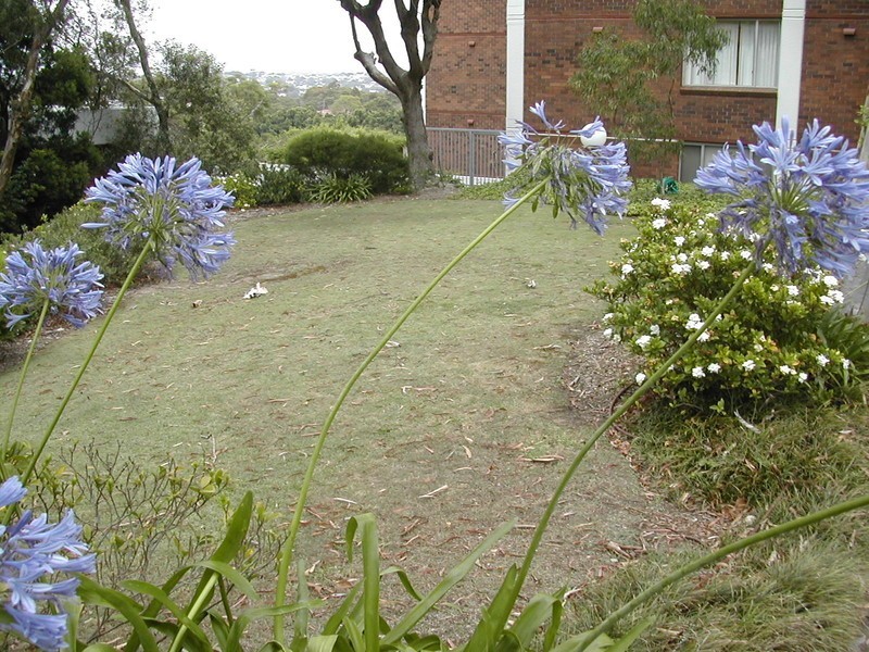 1/16 Carr Street, Waverton NSW 2060