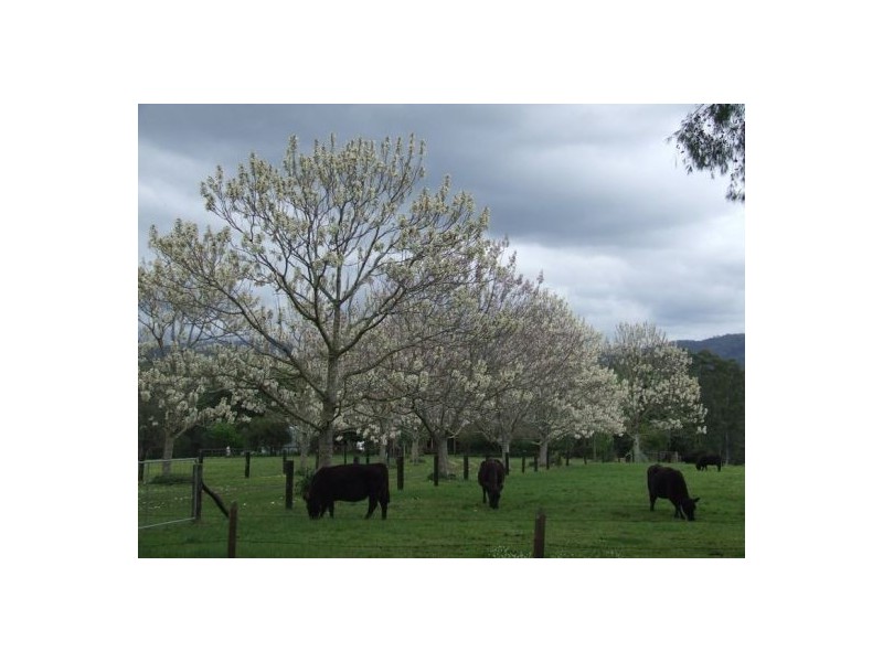 Rollands Plains NSW 2441