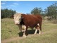 2111 Taylors Arm Rd, Taylors Arm NSW 2447