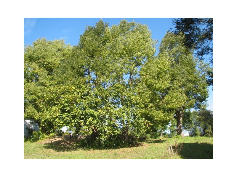 Eungai Creek NSW 2441