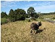 Lot 16 Peppertree Grove, Talarm NSW 2447