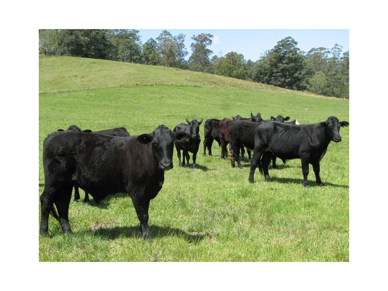 40 Wards Rd, Utungun via, Macksville NSW 2447