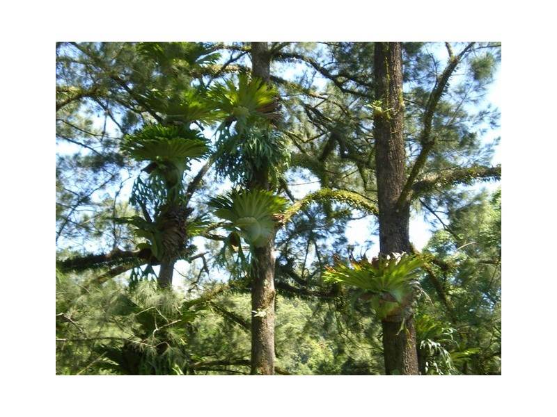 Thumb Creek NSW 2447