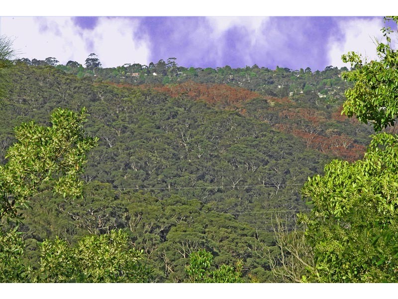 50 Barrie Street, Killara NSW 2071